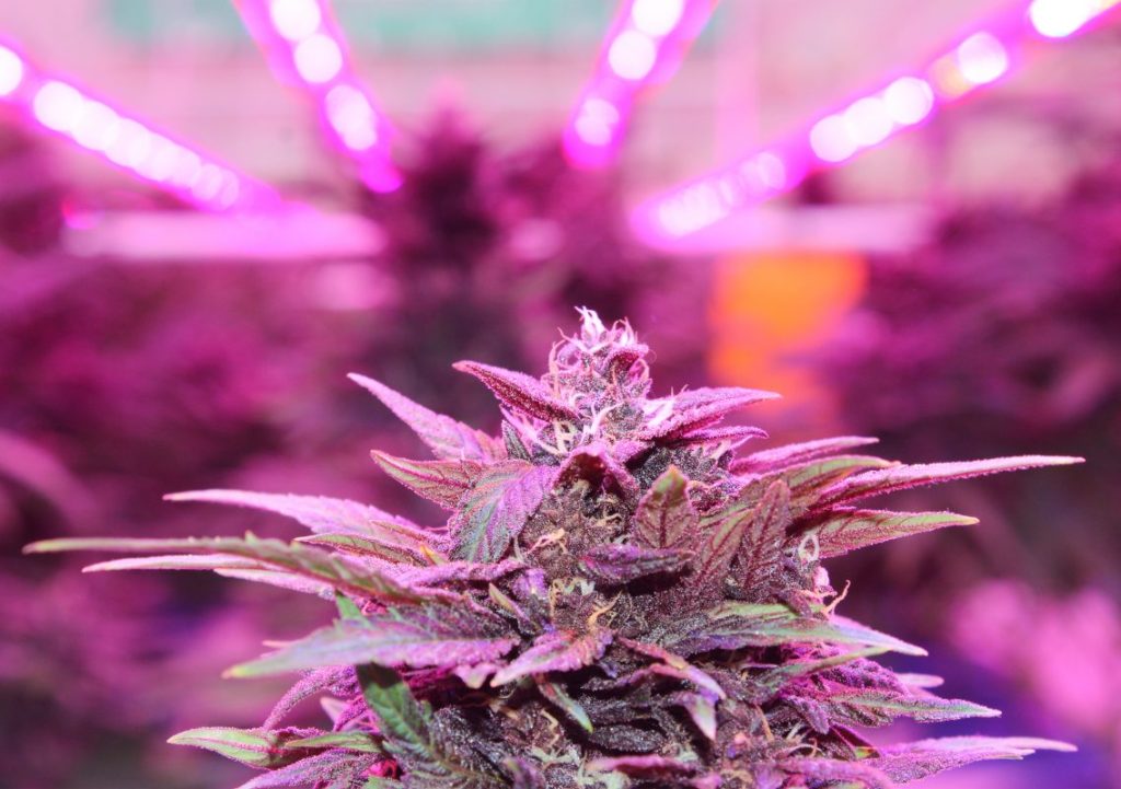 CBWEED contrôle la totalité de sa chaîne de production