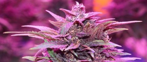 CBWEED contrôle la totalité de sa chaîne de production