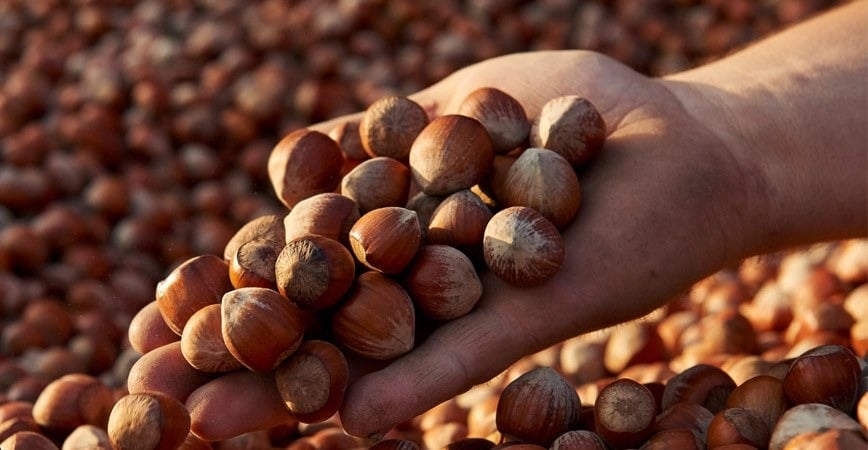 Noisettes de la plantation de Baleyssagues