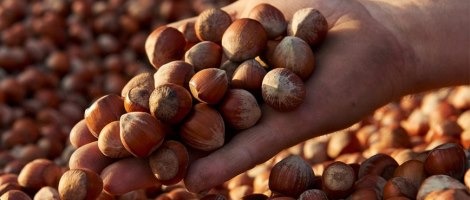 Yves Thuriès : une plantation de noisettes au cœur du Lot et Garonne