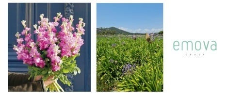 Emova Group renforce son offre de fleurs grâce à un partenariat avec Alma Bouquets