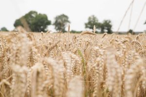 La Mie Câline, développement durable