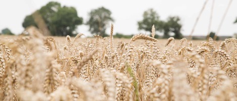 Focus sur les engagements du réseau La Mie Câline