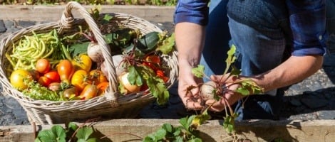 Le nouveau concept de Carrefour : Potager City