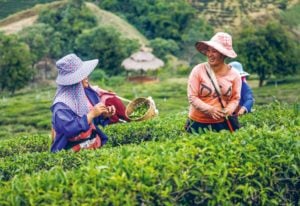 Plantation en Thaïlande