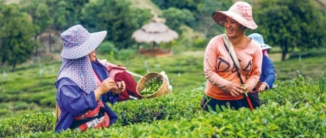 Palais des Thés crée un fonds de dotation pour préserver son indépendance et ses valeurs