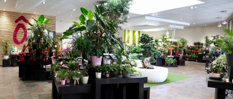 À moins de 30 ans, ils ouvrent leur boutique Fleurs Ô Naturel à Haguenau