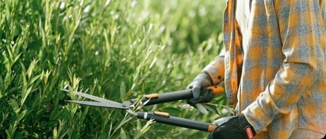 ZYNNIA : une nouvelle vision de la franchise dans l’entretien de Jardin