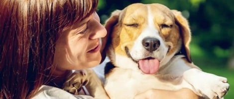 Garde d’animaux : Domianim refond son site pour renforcer la visibilité de ses franchisés