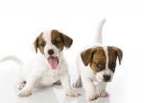 Chiots canibest