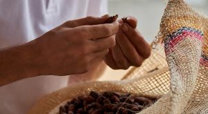 Franchise Yves Thuriès : La métamorphose de la fève en cacao !