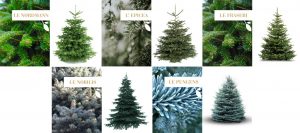 Les 5 variétés de sapins disponibles chez Monceau Fleurs