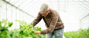 biocoop Guillaume-Hery-Biobreizh-dans-sa-serre-froide